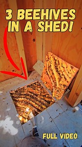 8K views · 27 reactions | *Full Removal Video* Three giant beehives...