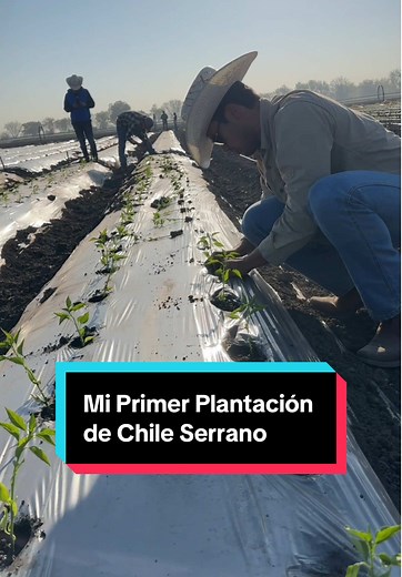 Mi Primer Plantación de Chile Serrano: Guía Práctica