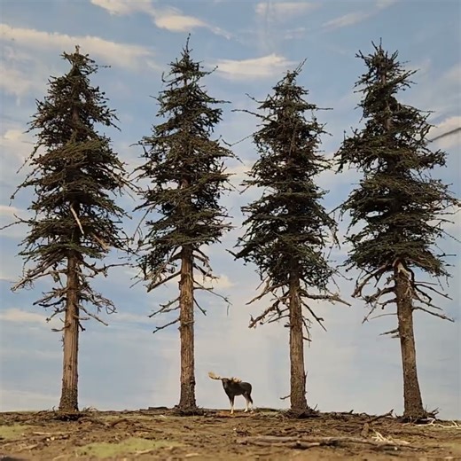 Premium Fir Trees, 9 inches