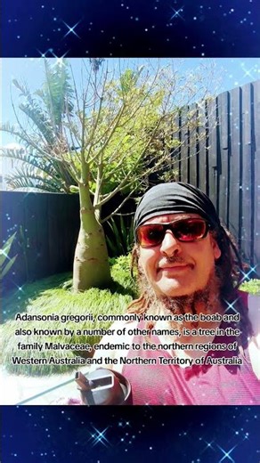 #BoabTree #AustralianNatives #EndemicAustralia #KimberleyWA #NT #AncientTrees #NativePlants