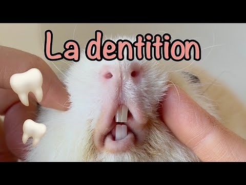Tout sur la dentition du cochon d’Inde! Ce qui vous devez savoir pour sa santé dentaire