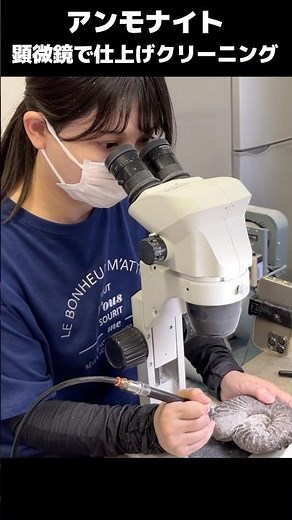 アンモナイト化石を顕微鏡でクリーニング！