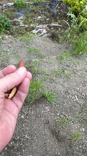 Scared Little Chipmunk Can’t Make Up His Mind 😂🐿️ ✅