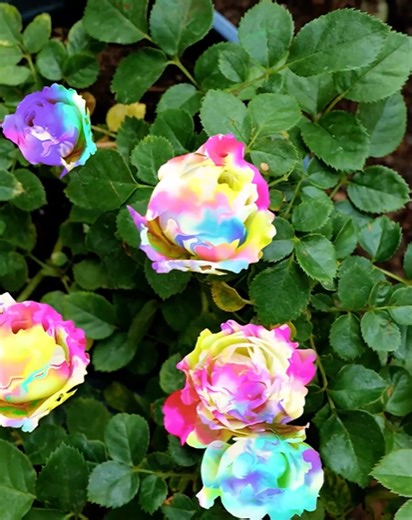 468K views · 1.8K reactions | Planning to have a personal rose garden? Here are some inspiring hacks you can try! | 5-Minute Crafts GIRLY | Facebook