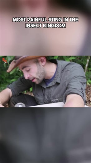 Painful Bullet Ant Sting Challenge: My Experience 🔥🌿 In the video, the speaker describes experiencing extreme pain, redness, and swelling up to their shoulder, feeling like it is on fire. Despite the discomfort, they express composure and determination to provide a proper outro. The speaker's resilience in the face of physical pain is evident as they continue to deliver their message despite the challenging circumstances. #BreakingTrail #CoyotePeterson #BulletAntChallenge #InsectSting #Wildlif