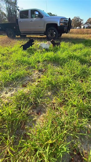 Puppy Love: Fun Moments with Labrador Retrievers