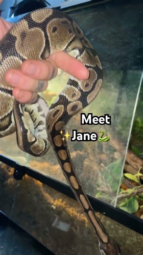 My new python #funny #pets #cuteanimal #watch #viral #fyp #trynottolaugh #funniestvideo #aww