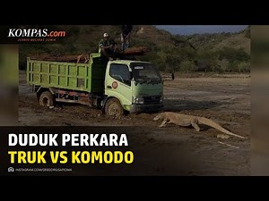 Polemik Komodo "Hadang" Truk: Ancaman Terhadap Satwa dan Alam