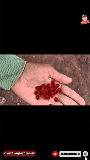 Red velvet Mite Why do they appear in rainy season #shorts #youtubeshorts #animals #emotional