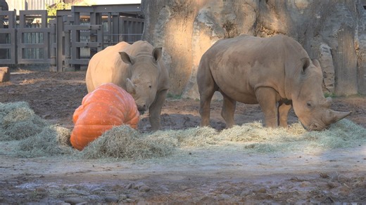 Dollywood donates colossal pumpkins to Zoo Knoxville