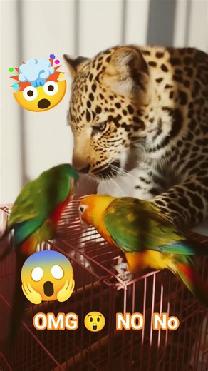 OMg 😱🐦😲🦜 #viralvideo #parrot #birds #pets #chita #leapord #attack #conure #petlover ##petshorts #dog