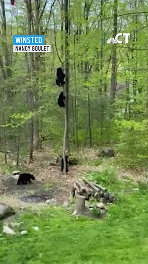 What happens when a birdfeeder is way up in a tree? A mama bear and her cubs in Winsted try and find a way to get to it! | NBC Connecticut