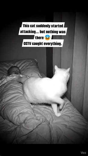 This cat suddenly started attacking… but nothing was there 😨 CCTV caught everything. What do you think it saw? #RealCatBuzz #CCTVVideo #CatAttack #CatReacting #ScaryReels #NightCamera #CatsInstinct #Unexplained | CatBuzz
