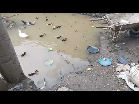 Kika and the 🐥 swimming...Relaxing.