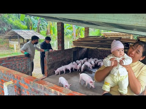 After the epidemic subsided, DAU & TU bought new pigs to breed and rebuild their farm.