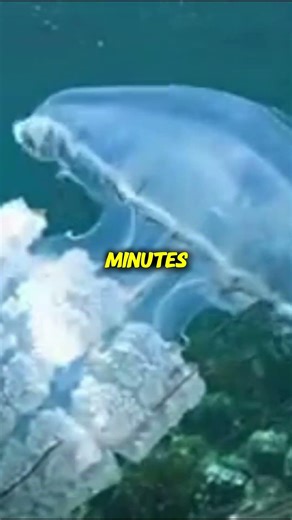 The Most Venomous Animals in the World (You Won’t Believe #1)