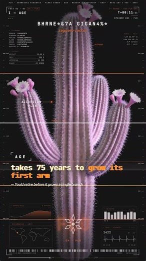 Saguaro Cactus — AGE: Takes 75 years to grow its first arm | Flora Error