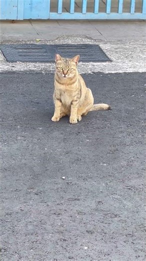 滄海一聲笑260119