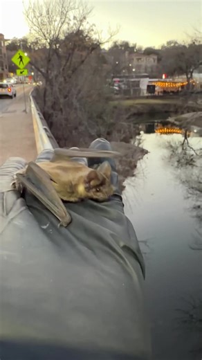 Release! The 9th St freeze bats go home. . . #austinbats #mexicanfreetailedbats #freezebats