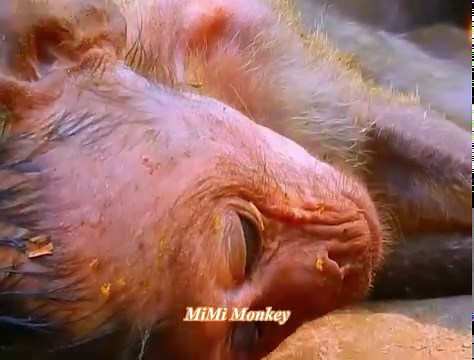 33K views · 1.4K reactions | Helping life_s poorest baby after birth is poor baby there is no better body and health | MiMi Monkey | Facebook