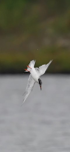 Least Terns diving for Fish! 🐟 #tern #leasttern #birds | Tohid Azimi