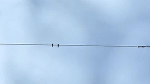 A bird on the electric wire with the white sky