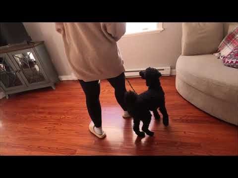 Finn s1 adding duration in the 123 pattern game