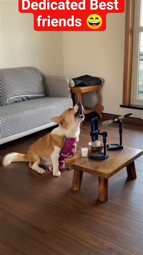 Playful Puppy Songs Dedicated to Your True Best Friends😹#shortvideo #shorts #bestfriend