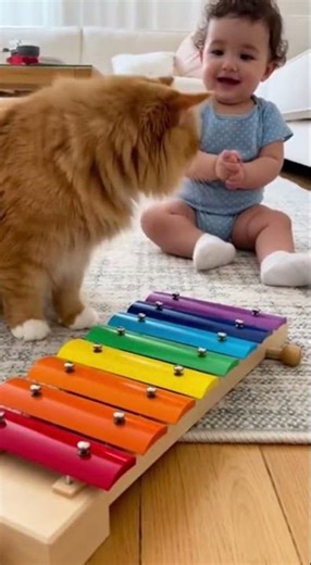 Funny cat discovering a baby's musical xylophone, hitting each