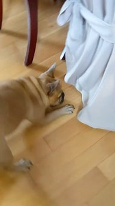 2K views · 1K reactions | peekaboo  #peekapoo #frenchbulldog #adorable #frenchie #dogvideos #dog #cute #frenchies #guilly #frenchiereels #bestdog | Rafael De Los Santos | Facebook