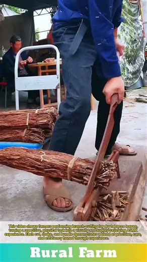 The Branch-Cutting Work by Farmers Satisfying: Dry Tobacco Leaf Cutting Process ASMR