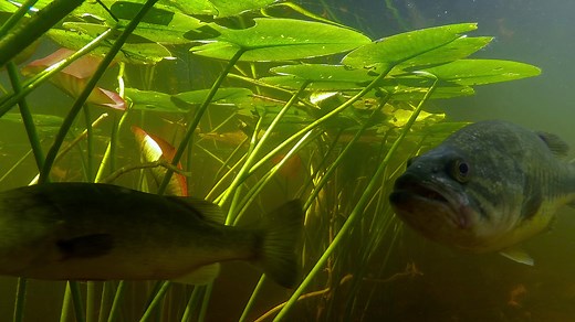 The Lower St. Johns River Basin, which stretches through Clay, Duval, Flagler, Putnam, and St. Johns Counties, supports a rich community of fish and invertebrates with tremendous commercial and recreational value. Restoring the Ocklawaha River will strengthen this diverse ecosystem, boosting fisheries, tourism, and the local economy while protecting the health of the river we all depend on. Healthy rivers mean thriving communities. 💙 Learn more: reunitetherivers.com Reunite the Rivers #ReuniteT