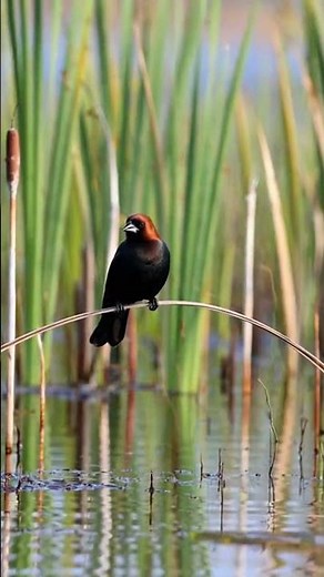 Unveiling the Mysterious World of Cowbirds Across Stunning Wildlife Scenes 🐦