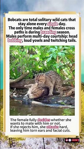 Bobcats Live Alone Their Whole Lives — Mating Season Is The Only Time They Meet#animals #wildlife