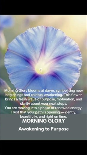 Morning Glory – “Awakening to Purpose” @wellnessstudio7