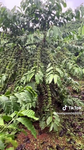 Cà phê nhà người ta: Vì sao không bao giờ làm thất vọng?
