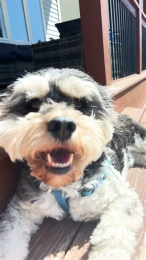 Oscar loves the sun #puppy #cockapoo #cute