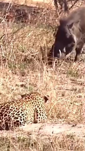 Warthog Encounters Leopard Unexpectedly in Nature