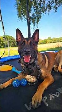 belgian malinois Gérer une attaque de chien en toute sécurité. #belgianmalinois #malinois