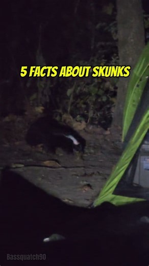 1.8K views · 25 reactions | 5 Facts About Skunks 令 #fblifestyle #campinglife #fypシ #outdoors #fishingadventures #trendingreels #wildlife #skunk | Bassquatch90 | Facebook