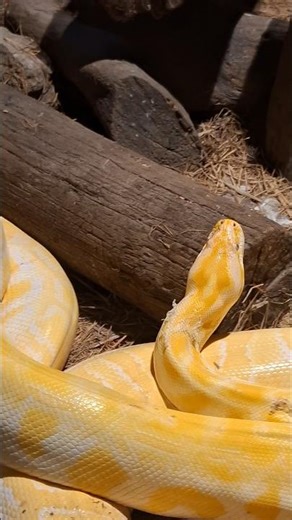 Albino Burmese Python