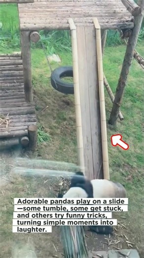 A compilation of funny pandas playing on a slide. #funny #funniest #comedy #animals #bear #panda