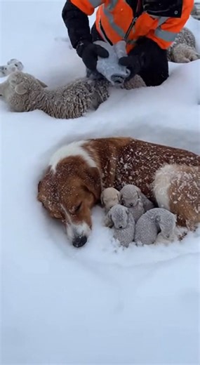 Recorded on January 2, this video shows the harsh reality of heavy snowfall. A woman films with her phone, pleading for rescue assistance while remaining off screen. Outside the house, sheep and four dogs are lying frozen in deep snow. The cold has made movement impossible. In an emotional moment, a chimpanzee lifts one frozen dog and takes it to the rescue team. The video is not cinematic and stays in a single scene. At the end, the woman speaks with sadness and emotional pain. | Rescue Vision 