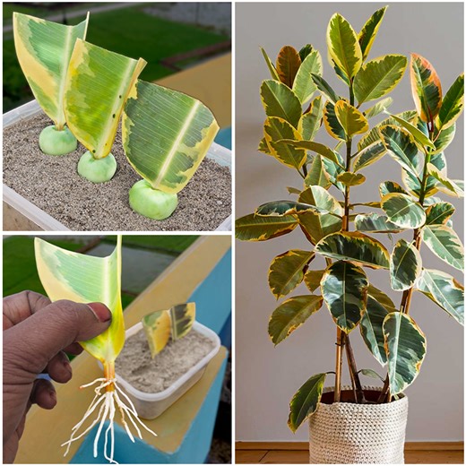 4.8K views · 87 reactions | Growing Rubber plant from leaf in soil ,sand and water See the result -With 100% Success | DIY IndoorGarden | Facebook
