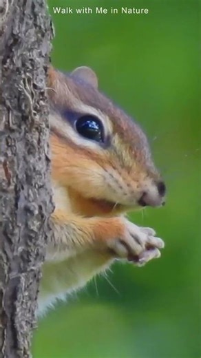 Hungry Chipmunk Eating in a Tree – Closeup with Bird & Nature Sounds #chipmunk