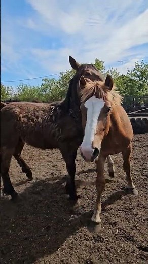 Foals of the Russian Heavy Draft breed #horses #horse #rural_life