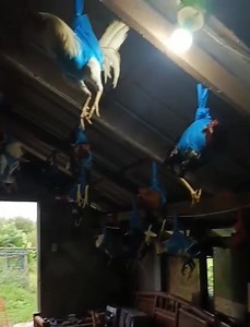 1.9M views · 14K reactions | Ultima semana (descanso) | La Esperanza Game Farm | Facebook