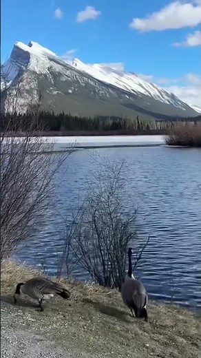 🫎Wildlife in Banff National Park, Canada ❤️ We spent our time in Banff on a wild mission—spotting