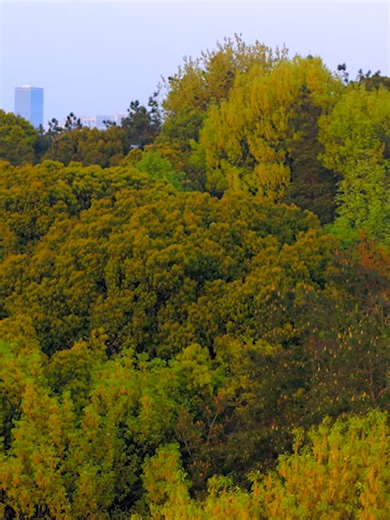 【你好！中国】太湖 中国江苏无锡的鼋头渚樱花谷，被誉为“世界三大赏樱胜地”之一，是太湖山水与东方美学结合的巅峰之作。每逢仲春三月，三万余株樱花在太湖之滨如粉色烟云般倾泻而下，漫山遍野，灿若云霞。最动人处莫过于长春桥畔，古典的飞檐小桥与如雪的花海倒映在万顷碧波之中，渔船帆影在花缝中若隐若现，勾勒出一幅绝美的江南春色图。这里不仅有白天的繁花似锦，更有夜色下流光溢彩的幻境，将“太湖佳绝处”的浪漫情调演绎得淋漓尽致，成为了亚洲乃至全球户外爱好者心中的春日朝圣地。 The Cherry Blossom Valley at Yuantouzhu (Turtle Head Isle) in Wuxi, Jiangsu Province, is celebrated as one of the