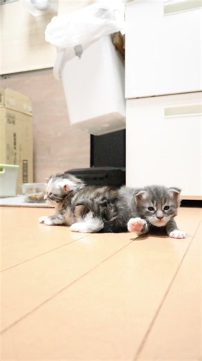 可愛い寝起きのメインクーン赤ちゃん達